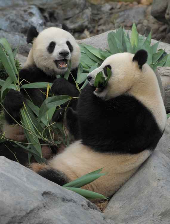 Os pandas Le Le (esquerda) e Ying Ying (direita) comem bambu durante festa de aniversário do parque