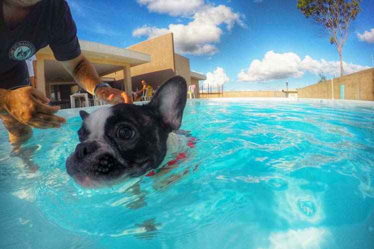 Saiba como evitar apuros e manter os pets saudáveis