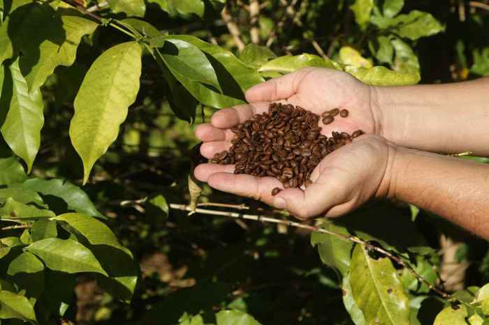 O secretário Política Agrícola também indicou que a maior das reivindicações dos produtores nacionais é mais crédito, mas afirmou que o crédito rural 