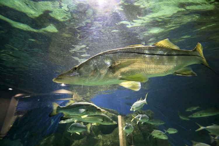 Descoberta mostra que os peixes temem a morte