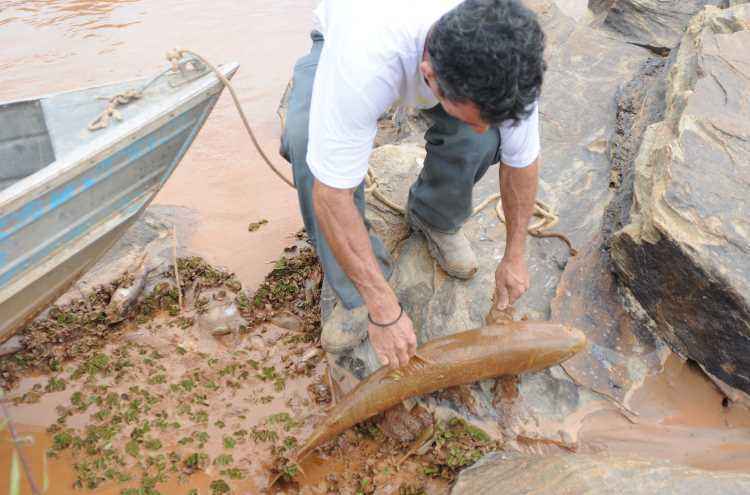 Ao longo do rio, vários peixes foram encontrados mortos