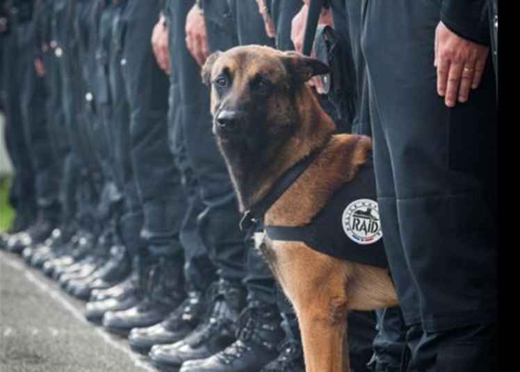 O cachorro era integrante da equipe de policiais que combatem o terrorismo em Paris