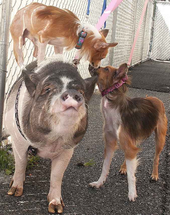 Pattie, Pickles e Paprika são amigos inseparáveis