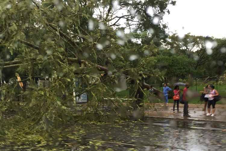 Na 104 Sul, uma árvore caiu em cima de um ponto de ônibus, mas ninguém foi atingido