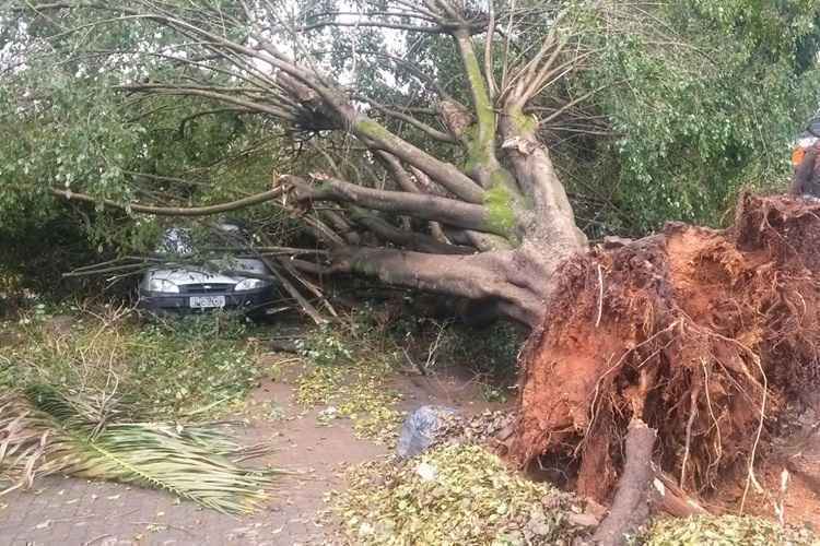 Na 704 Sul, a prefeita da Quadra, Marlene Pereira Guimarães, disse que moradores já tinham notificado a Companhia Urbanizadora da Nova Capital (Novacap), para que cortassem o espécime