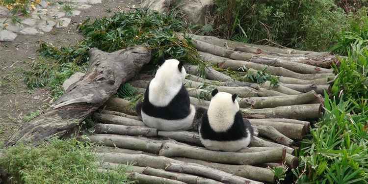 Os pandas dos dois sexos tiveram a possibilidade de escolher entre dois parceiros.