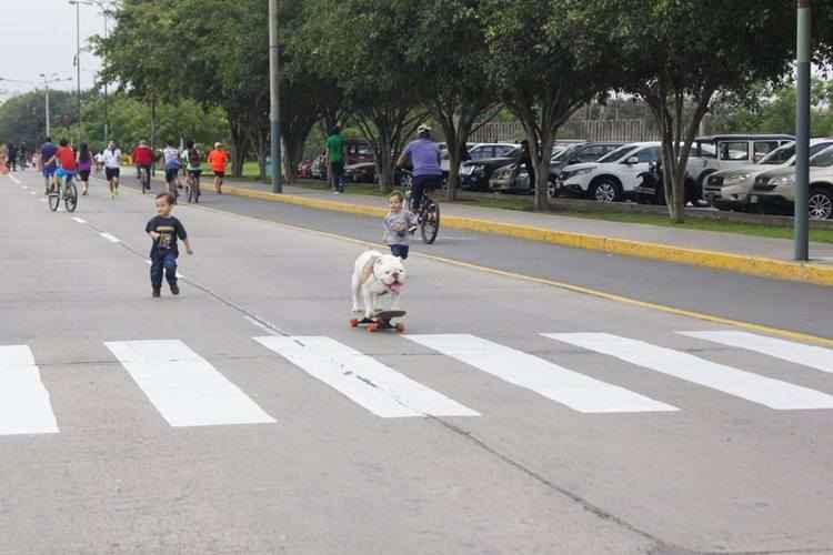 Buldogue skatista do Guinness agora compete para se tornar 