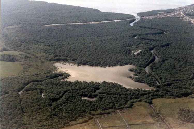 Mata Atlântica: 3 mil hectares se recuperaram espontaneamente em 30 anos