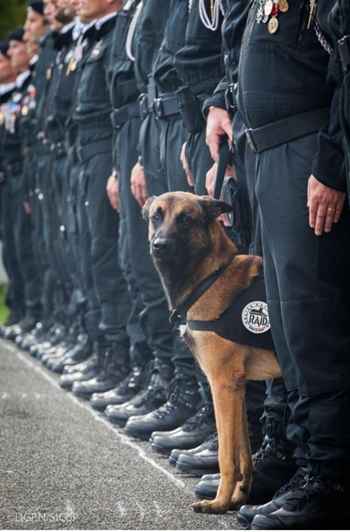 Diesel morreu aos sete anos durante operações à procura do suposto autor dos ataques no subúrbio da cidade