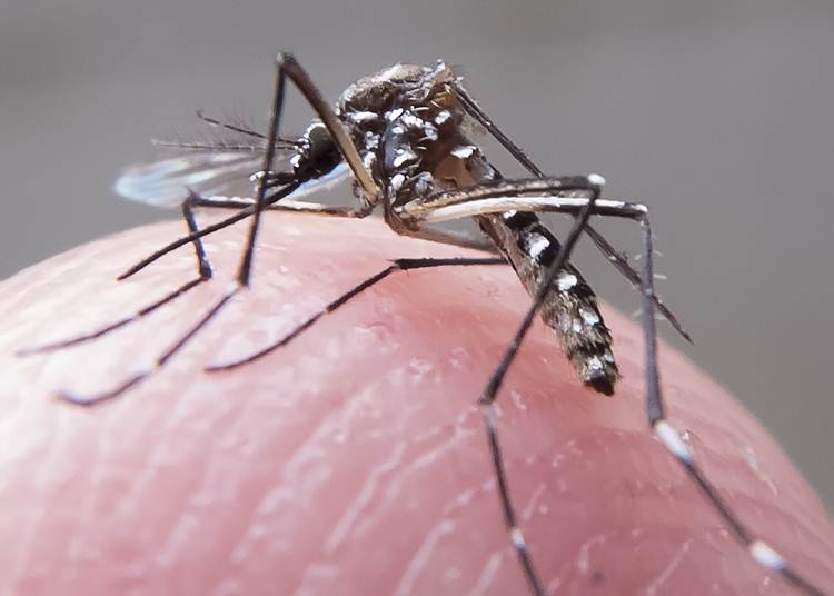 A OMS estima que três bilhões de pessoas estejam vivendo em áreas com risco de infecção das doenças causadas pelo Aedes aegypti em todo o mundo