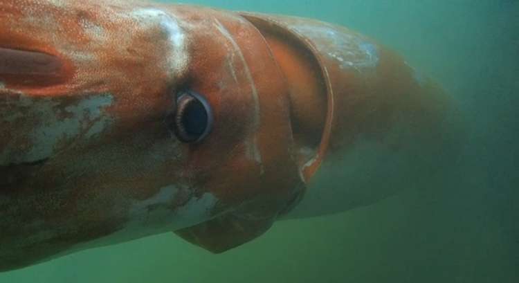 O imenso molusco, de quatro metros de extensão, foi descoberto por pescadores no dia 24 de dezembro, no porto da cidade de Toyama