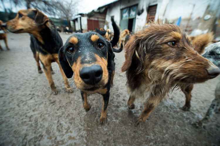 Abrigo para animais na Sérvia: cachorros parecem mais suscetíveis a ajudar os animais com os quais são familiarizados do que os desconhecidos