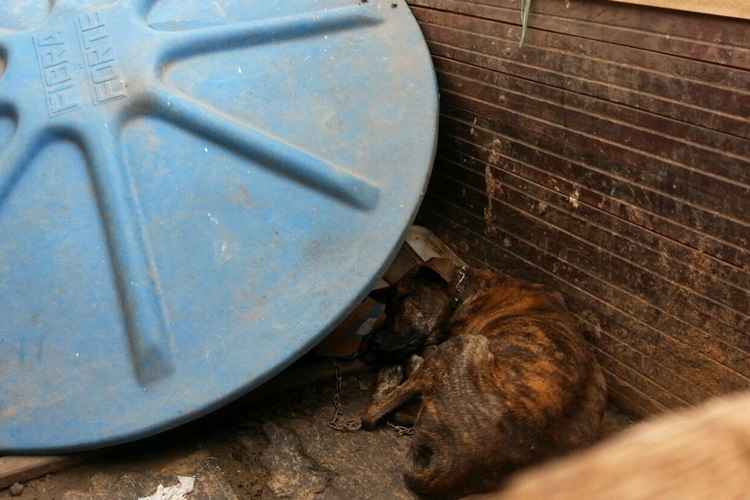 O animal estava magro e ficava acorrentado dentro do reboque