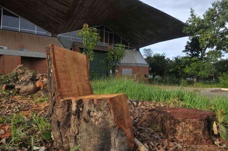 A Novacap mandou que 130 árvores sejam plantadas no campus Darcy Ribeiro para repor o que foi cortado