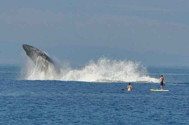 Dupla se divertia nas águas da ilha de Maui, no Havaí; presença de baleias no local é comum no inverno