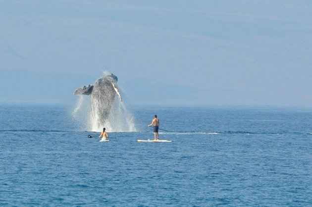 Baleia salta perto casal que fazia stand up paddle e fotógrafo registra