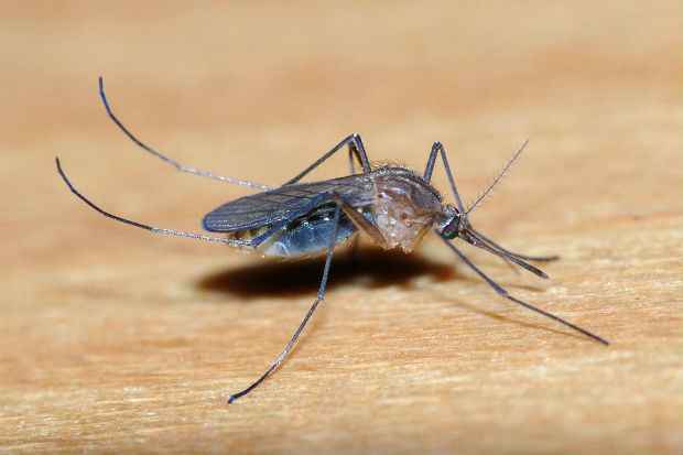 Achados podem explicar a velocidade da epidemia de infecções. Foto: Reprodução/Internet