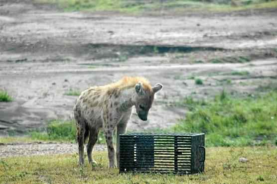 Hiena observa caixa com alimento: 35% dos animais solucionaram o quebra-cabeça