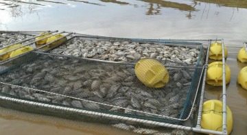 Peixes apareceram boiando no no Lago Serra da Mesa, no noroeste de Goiás, quarta (27) e quinta-feira (28). Há a suspeita de contaminação com agrotóxicos das plantações durante as chuvas