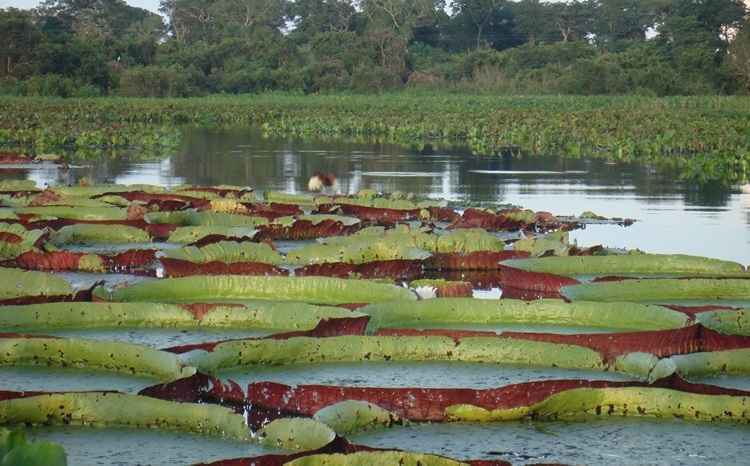 Seja por esporte, seja por lazer. Conheça os lugares que mais atraem os amantes pela pesca no Brasil