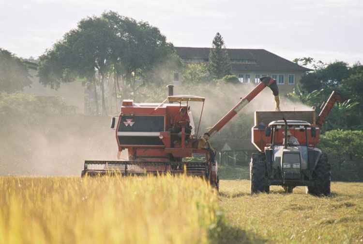 O arroz, o milho e a soja representam, juntos, 92,7% da estimativa de produção