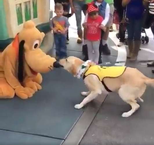 Vídeo: cão-guia fica eufórico ao conhecer Pluto em viagem à Disney