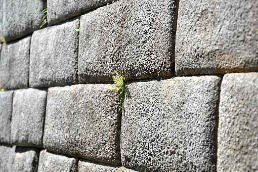 Plantas capazes de esquecer períodos desafiadores e voltar às características que tinham antes da fase adversa estão mais preparadas para enfrentar as mudanças climáticas