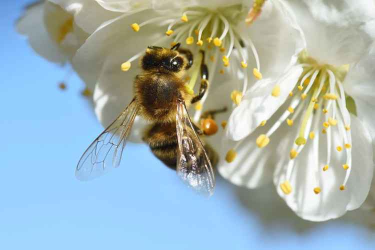 Três quartos das colheitas mundiais dependem de polinizadores para o crescimento das plantas