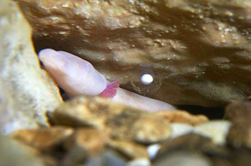 No site e na Fanpage do ponto turístico, eles divulgaram imagens para mostrar o desenvolvimento dos ovos da espécie Proteus Anguinus, uma salamandra cega