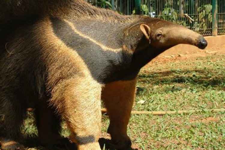 O bicho dividia espaço com outra fêmea da mesma espécie e fugiu na última quarta-feira (2/3)