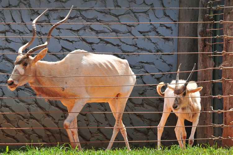 Já expostas, mãe e filha estão em uma área reservada da jaula, para que possam se recuperar do trabalho de parto