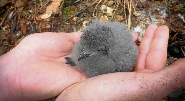 A ave storm-petrel, típica da Nova Zelândia: animal foi classificado como criticamente em perigo depois da invasão de ratos em seu hábitat