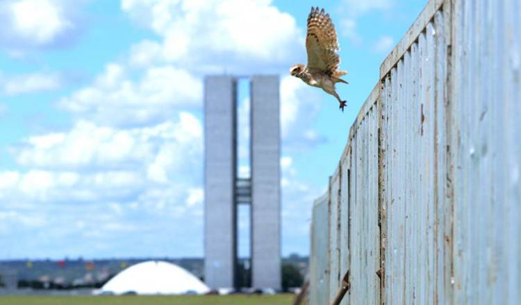 As grades continuam dividindo opiniões de trabalhadores e especialistas: crítica quanto à decisão do Iphan de tirar patos e deixar a estrutura metálica