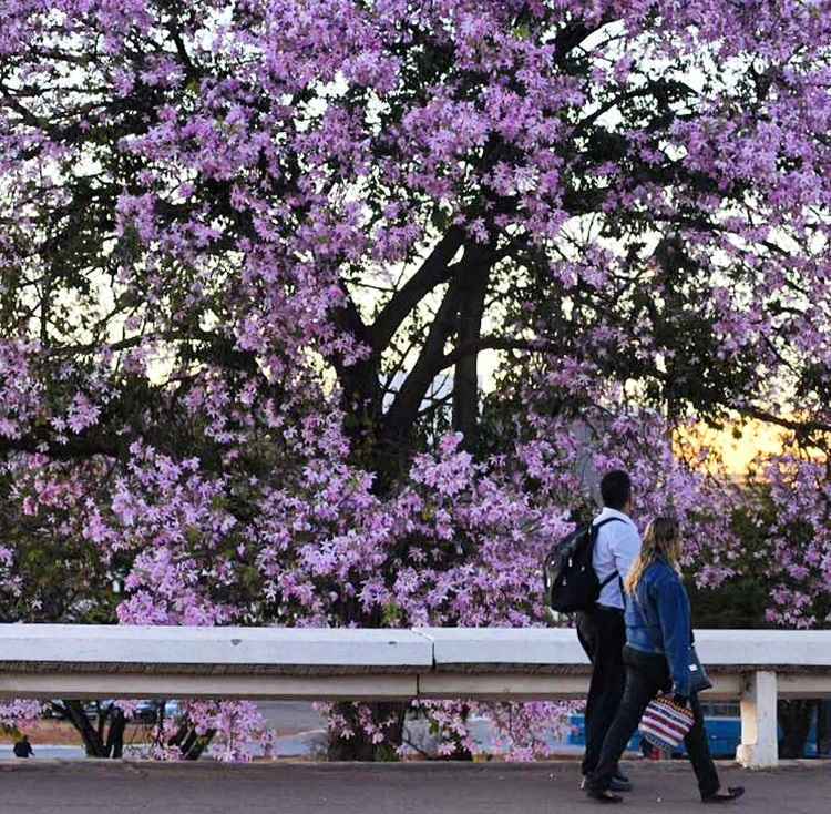 Umidade do ar que irá variar entre 85% a 30% nas horas de calor mais intenso.