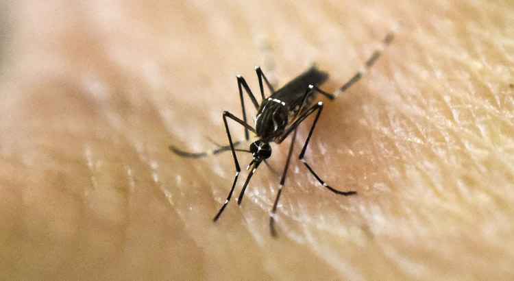 Mosquito transmissor da doença: emergência de saúde pública de alcance internacional