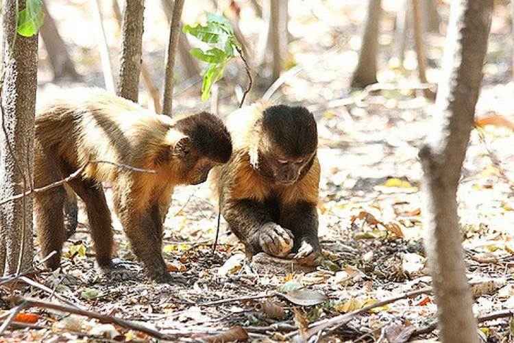 Macacos-prego da Serra da Capivara quebram nozes: depois de utilizadas, as ferramentas são guardadas na base ou nos galhos de cajueiros