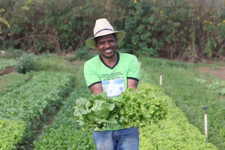 Frio derruba produção de hortaliças no DF; preço da batata mantém alta