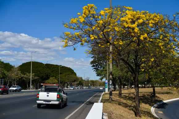 Florada de ipês-amarelos começa a colorir o Distrito Federal