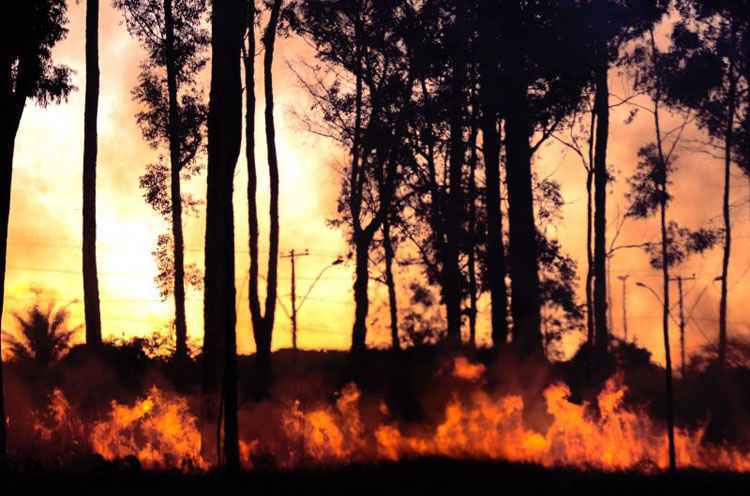 O DF é a unidade da Federação com o maior número de incêndios florestais: cuidados precisam ser redobrados