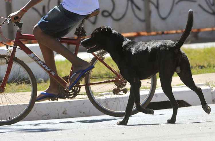 Podem ser imunizados cães e gatos a partir de 3 meses, que estejam saudáveis, incluindo fêmeas prenhas e aquelas que acabaram de ter filhotes