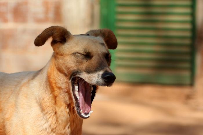 A Polícia Civil do estado registrou ao menos 21 boletins de ocorrência por dia neste ano envolvendo maus-tratos aos animais