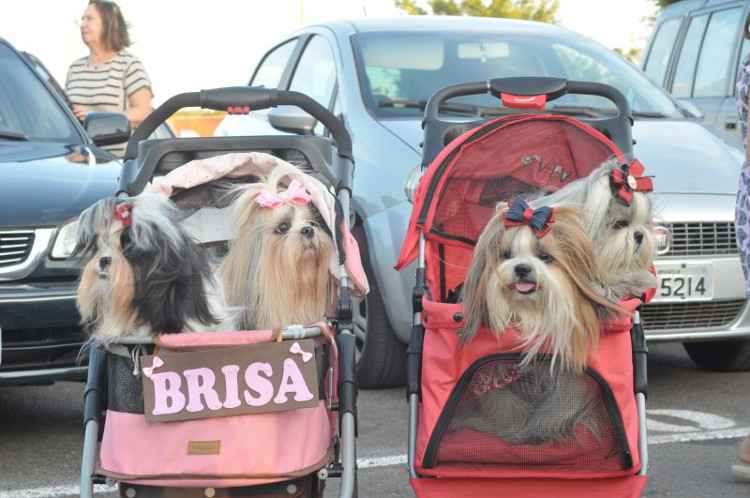 Quem gosta de cinema e de cães teve um dia diferente no Cine Drive-In, numa diversão conjunta inédita na capital