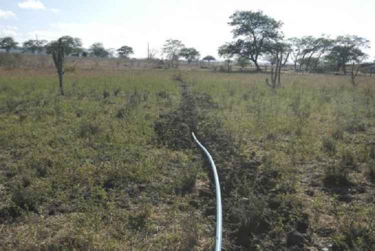 Plantação de maconha contava com sistema de irrigação com encanamento de dois quilômetros para captar água