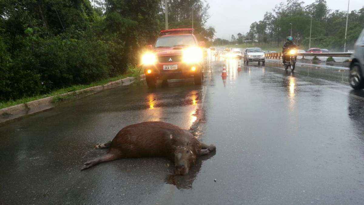 Foi o segundo caso de atropelamento de animais silvestres apenas esta semana. O trânsito na área ficou engarrafado