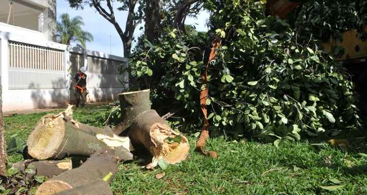 Jaqueira derrubada na Asa Sul