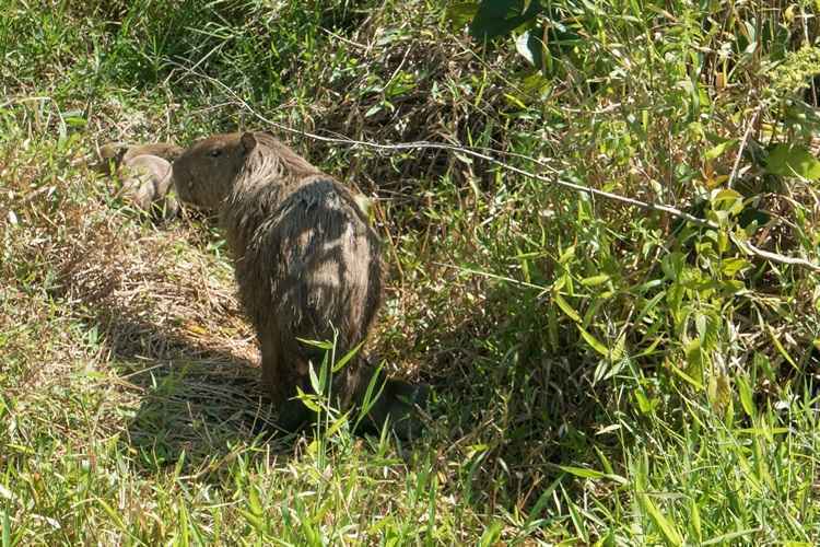 A mãe e os cinco filhotes passeavam pelo local tranquilamente