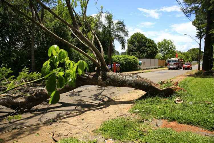 Durante a queda, os galhos arrastaram os fios de alta-tensão para a via