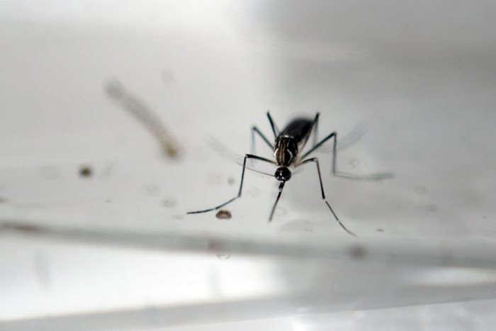 Apenas neste ano, 22 pessoas morreram vítimas de Dengue no Distrito Federal