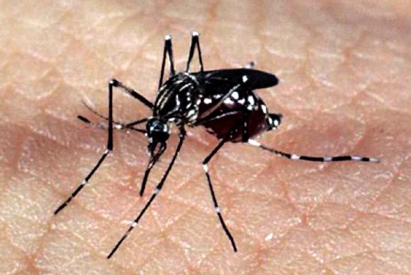 A doença infecciosa pode ser transmitida pelos mosquitos Aedes aegypti e Aedes albopictus