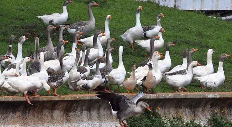 Segundo a fonte, mais de 300.000 aves já foram sacrificadas no sudoeste do país, mas até agora apenas nos criadouros infectados